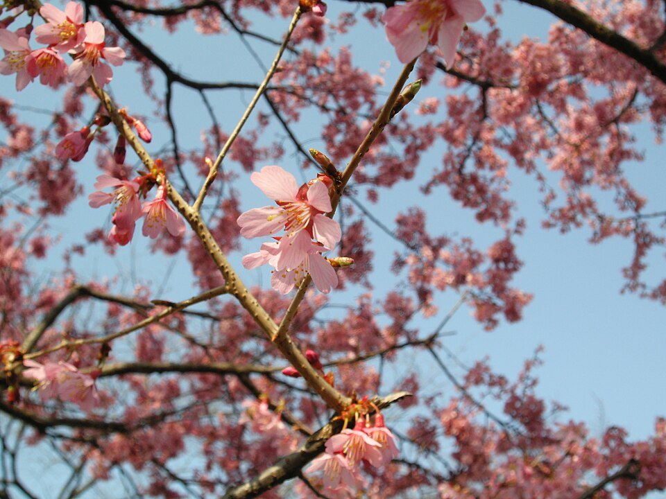 Bloeiende Prunus × incam cv Okame in roze kleur.