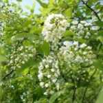 Prunus virginiana bloemen in volle bloei.