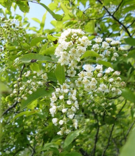 Prunus virginiana bloemen in volle bloei.