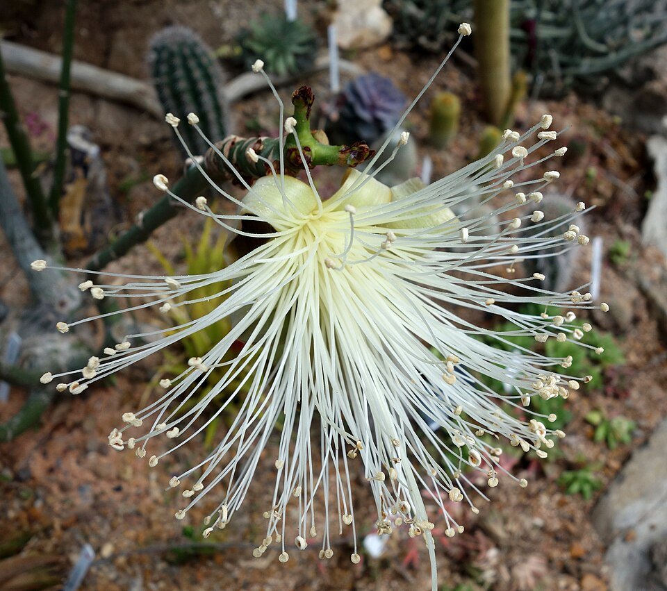 Pseudobombax ellipticum plant met groene bladeren en roze bloemen in een kasomgeving.