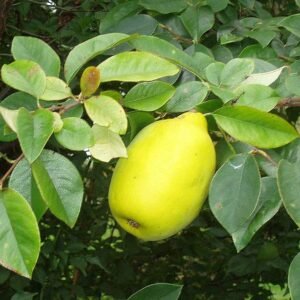 Pseudocydonia fruit op een witte achtergrond.