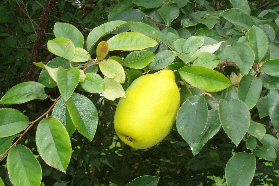 Pseudocydonia fruit op een witte achtergrond.