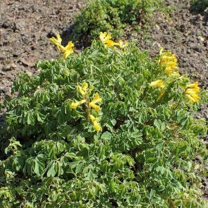 Gele helmbloem bloem in volle bloei.