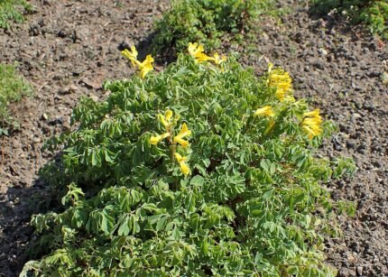 Gele helmbloem bloem in volle bloei.