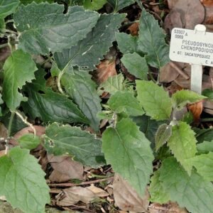 Pseudogynoxys chenopodioides plant in Copenhagen Botanical Garden display.