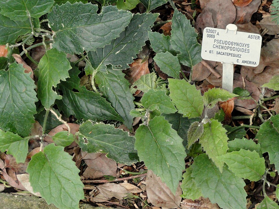 Pseudogynoxys chenopodioides plant in Copenhagen Botanical Garden display.