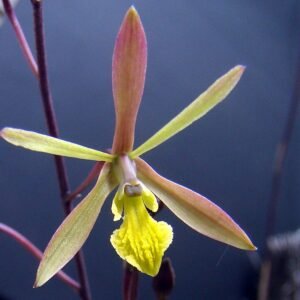 Gele Pseudolaelia citrina orchidee met groen blad op zachte achtergrond.