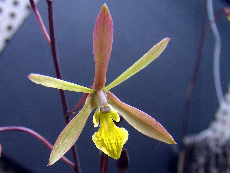 Gele Pseudolaelia citrina orchidee met groen blad op zachte achtergrond.