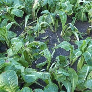 Witlofblad met bruine vlekken door Pseudomonas marginalis.