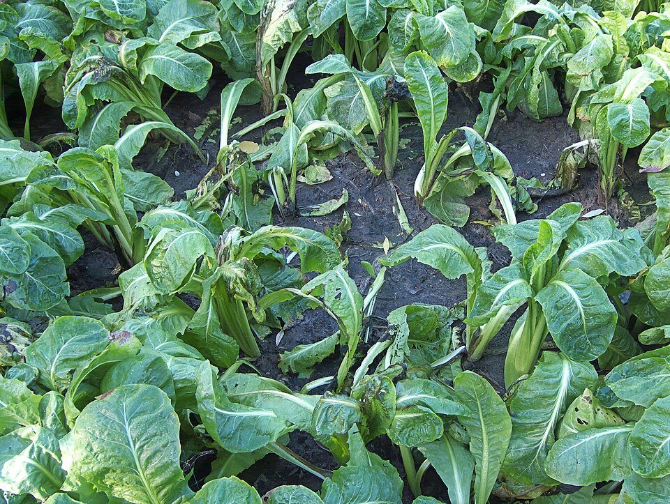 Witlofblad met bruine vlekken door Pseudomonas marginalis.