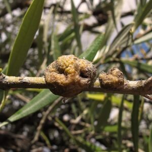 Pseudomonas savastanoi bacterie op plantenblad met groene vlekken.