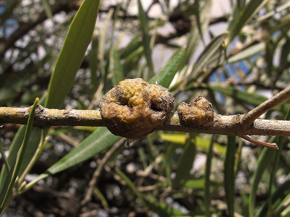 Pseudomonas savastanoi bacterie op plantenblad met groene vlekken.