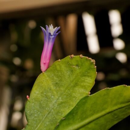 Hangende Pseudorhipsalis amazonica plant met groene bladeren en rode stelen.