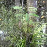 Psilotum nudum plant met vertakte groene stelen op lichte achtergrond.