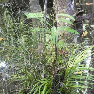 Psilotum nudum plant met vertakte groene stelen op lichte achtergrond.