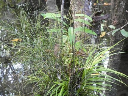 Psilotum nudum plant met vertakte groene stelen op lichte achtergrond.