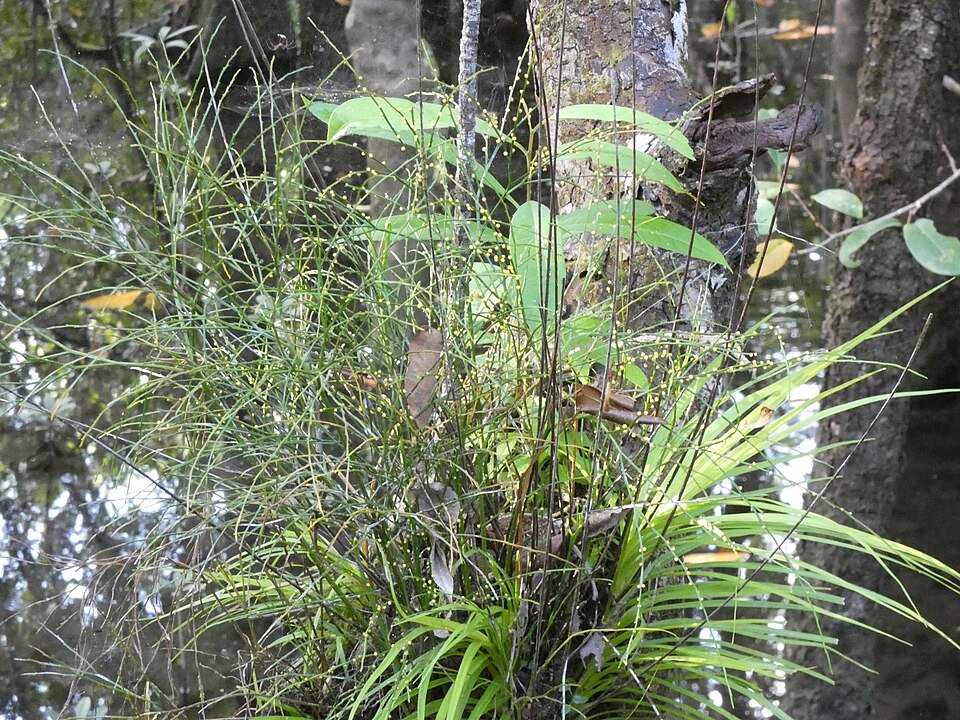 Psilotum nudum plant met vertakte groene stelen op lichte achtergrond.