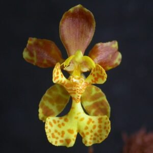 Psychopsiella orchidee bloem in paarse en witte tinten.