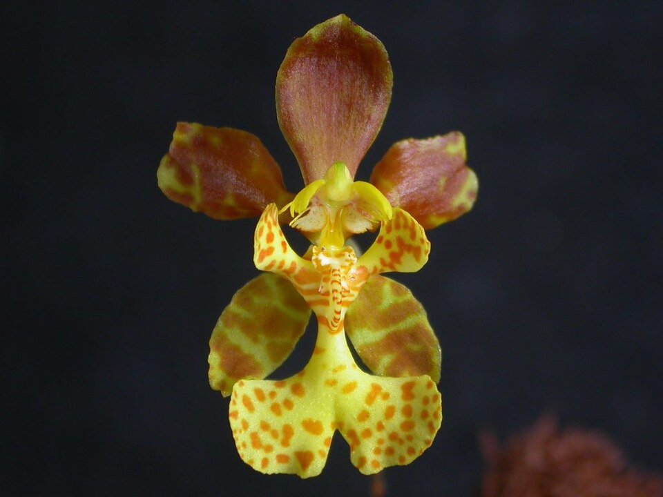 Psychopsiella orchidee bloem in paarse en witte tinten.
