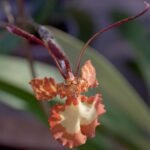 Orange Psychopsis versteegiana orchid with unique spotted petals and green leaves.