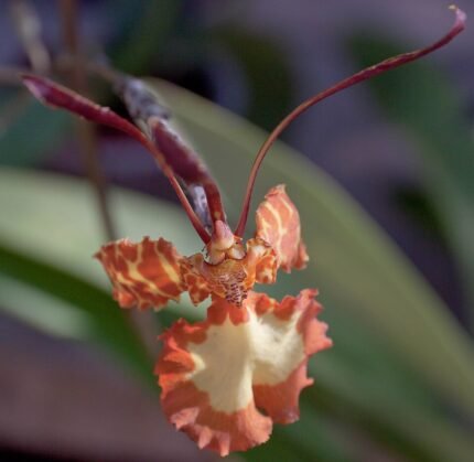 Orange Psychopsis versteegiana orchid with unique spotted petals and green leaves.