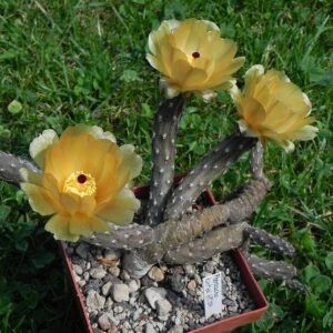 Pterocactus tuberosus met langwerpige groene stengels en gele bloemen.