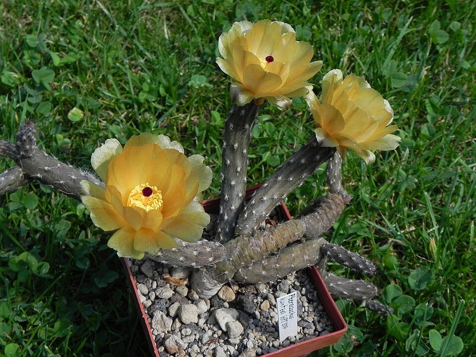 Pterocactus tuberosus met langwerpige groene stengels en gele bloemen.