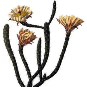 Pterocactus tuberosus cactus met groene stekels en gele bloemen.