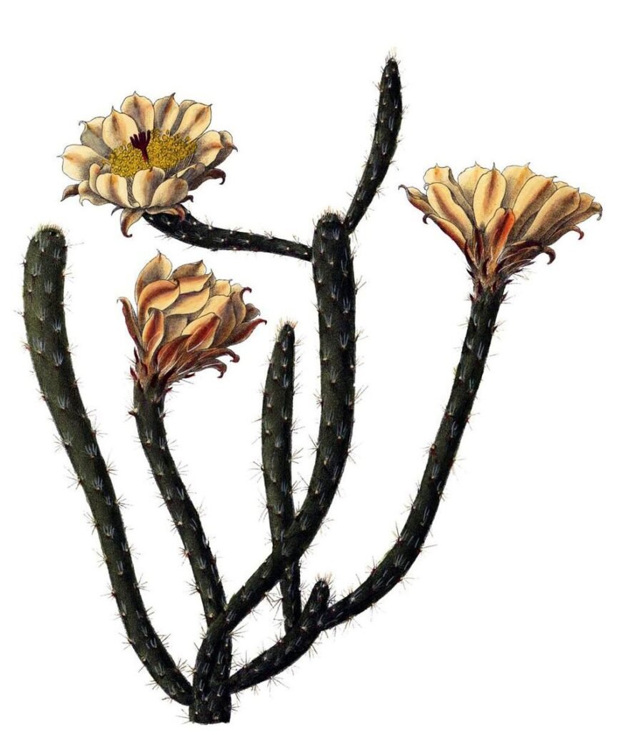 Pterocactus tuberosus cactus met groene stekels en gele bloemen.