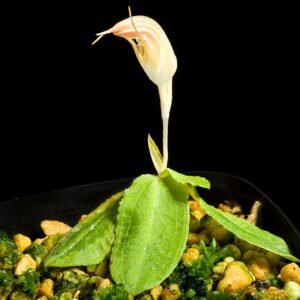 Pterostylis collina orchidee met witte bloemen en groene bladeren.