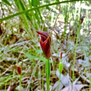 Pterostylis erecta bloem met bruine gestreepte kelkbladeren en groene bladeren.