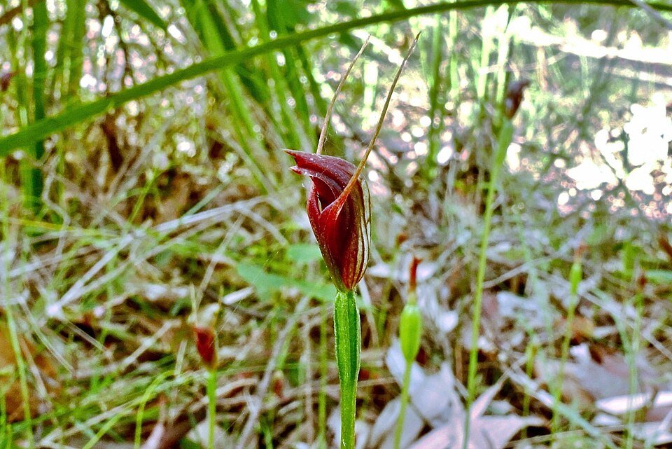 Pterostylis erecta bloem met bruine gestreepte kelkbladeren en groene bladeren.