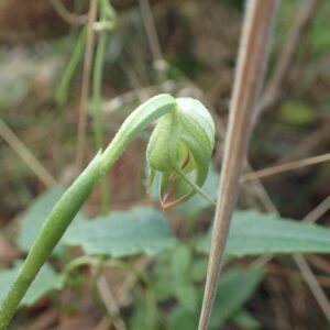 White and purple Pterostylis hispidula orchid flower with green leaves.