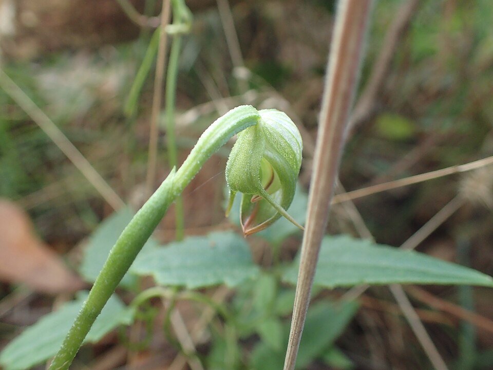 White and purple Pterostylis hispidula orchid flower with green leaves.