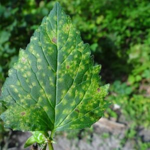 Close-up van Puccinia campanulae-schimmel op groene bladeren.