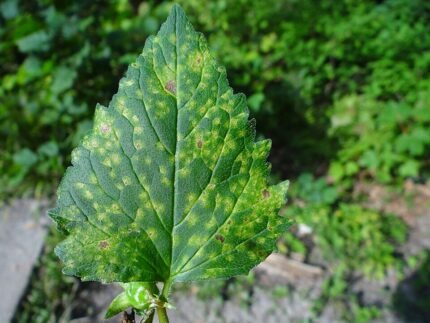 Close-up van Puccinia campanulae-schimmel op groene bladeren.