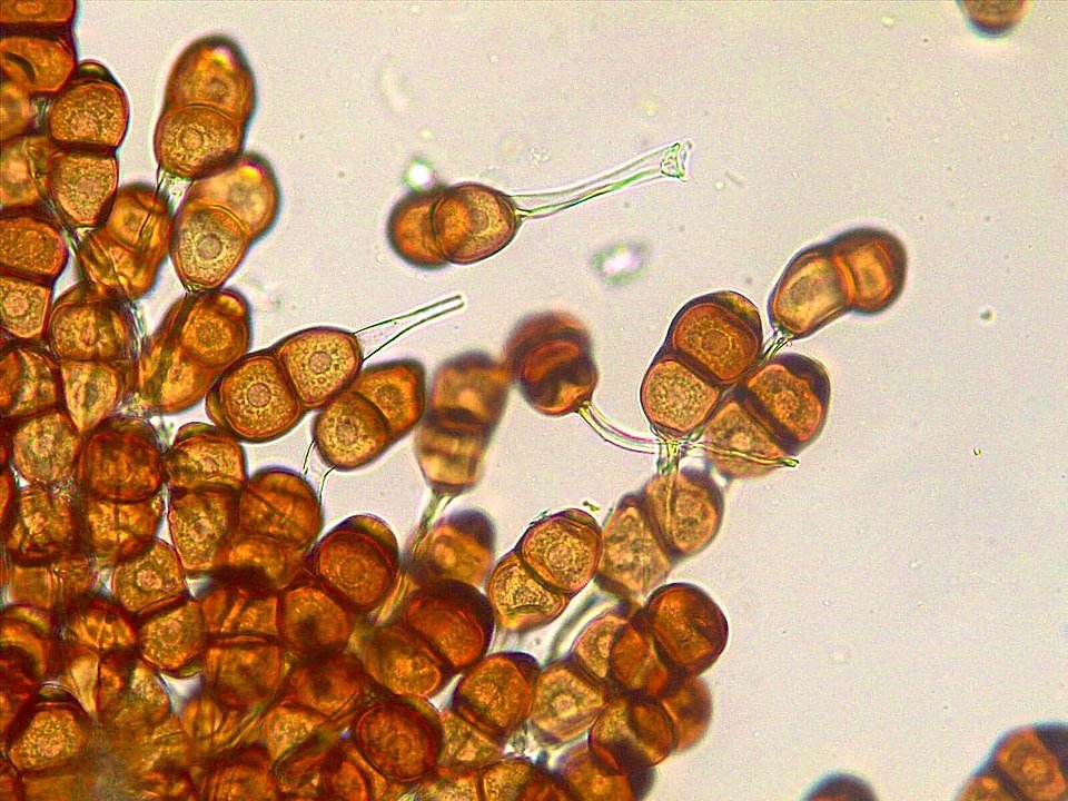 Teliosporen van Puccinia helianthi op zonnebloemblad.