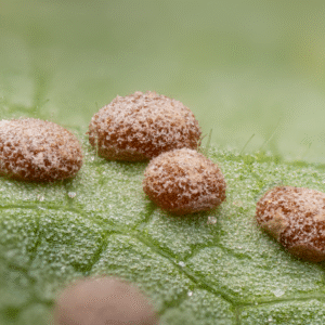Close-up view of Puccinia malvacearum on Malva leaf.