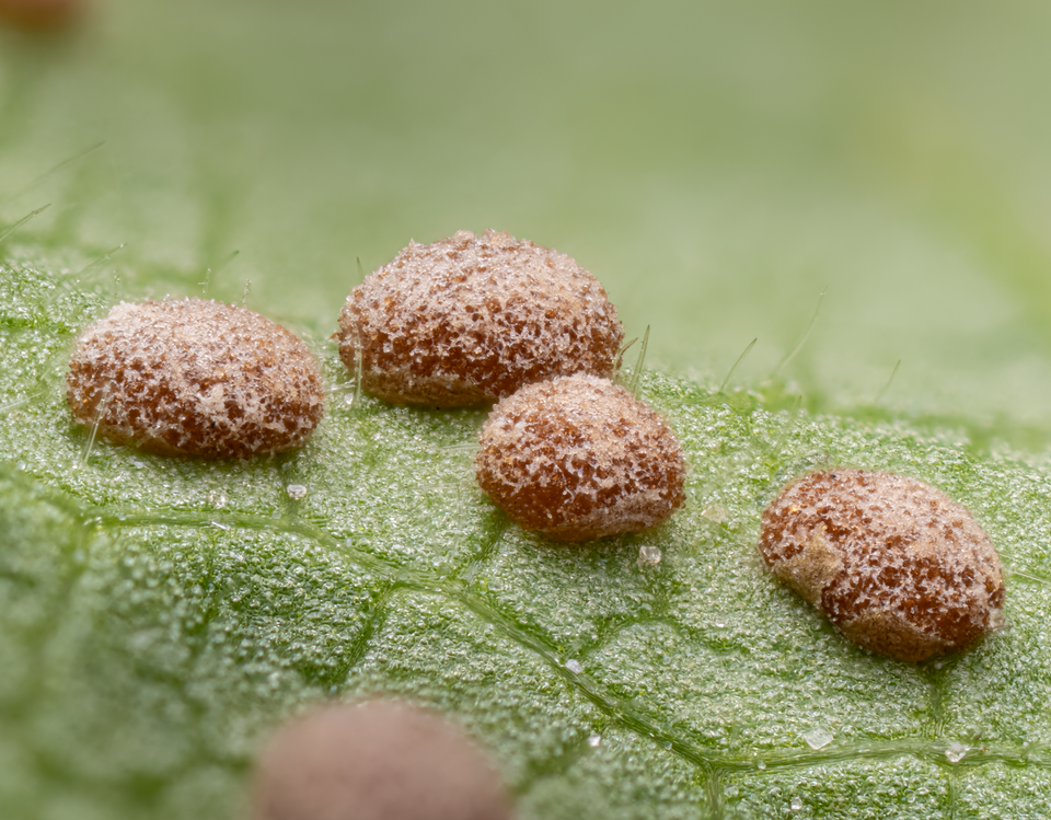 Close-up view of Puccinia malvacearum on Malva leaf.