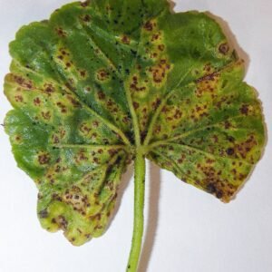 Orange-spotted Puccinia pelargonii-zonalis on green leaf.
