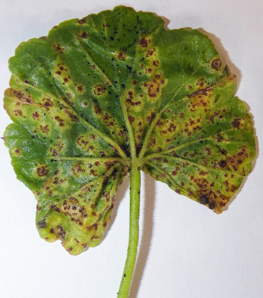Orange-spotted Puccinia pelargonii-zonalis on green leaf.