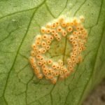 Puccinia sessilis plant in natuurlijke schaduwrijke omgeving.