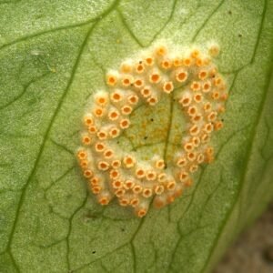 Puccinia sessilis plant in natuurlijke schaduwrijke omgeving.