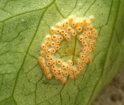 Puccinia sessilis plant in natuurlijke schaduwrijke omgeving.