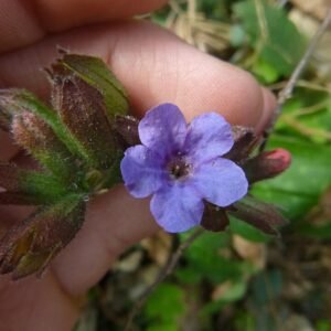 Bloeiende Longkruidplant met paarse en roze bloemen.
