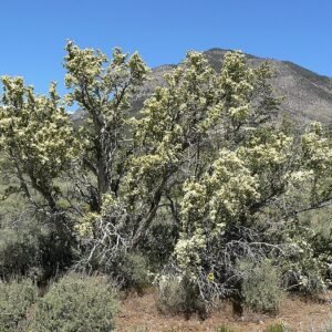 Zilvergrijze Purshia stansburiana struik met gele bloemen.