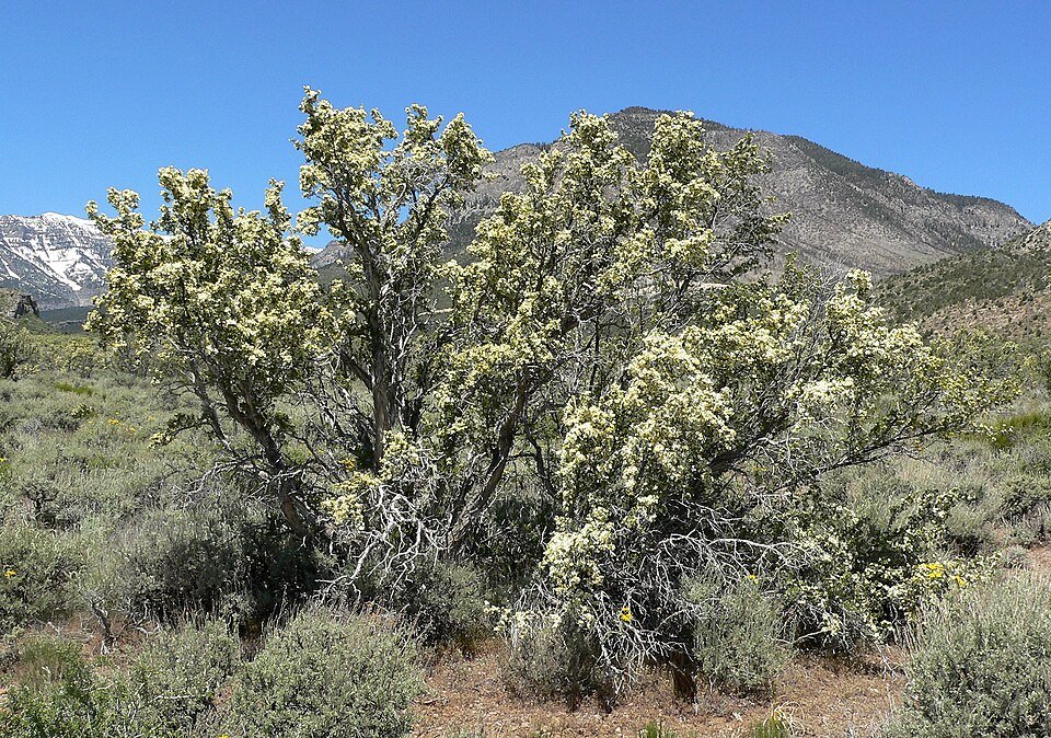 Zilvergrijze Purshia stansburiana struik met gele bloemen.