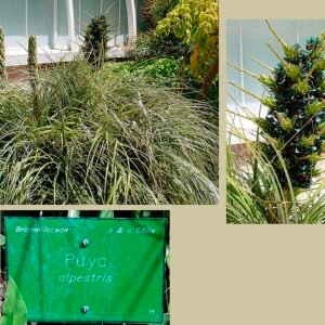 Bloeiende Puya alpestris bloem in blauw en groen.