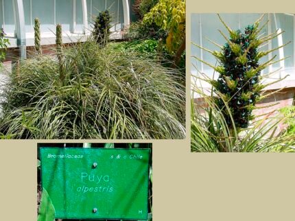 Bloeiende Puya alpestris bloem in blauw en groen.