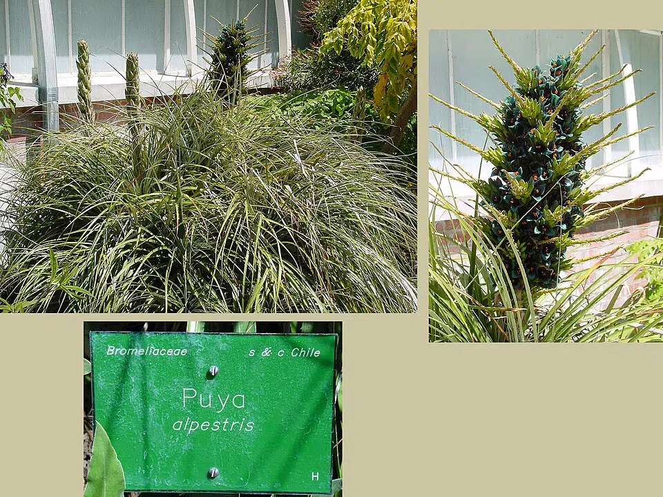 Bloeiende Puya alpestris bloem in blauw en groen.